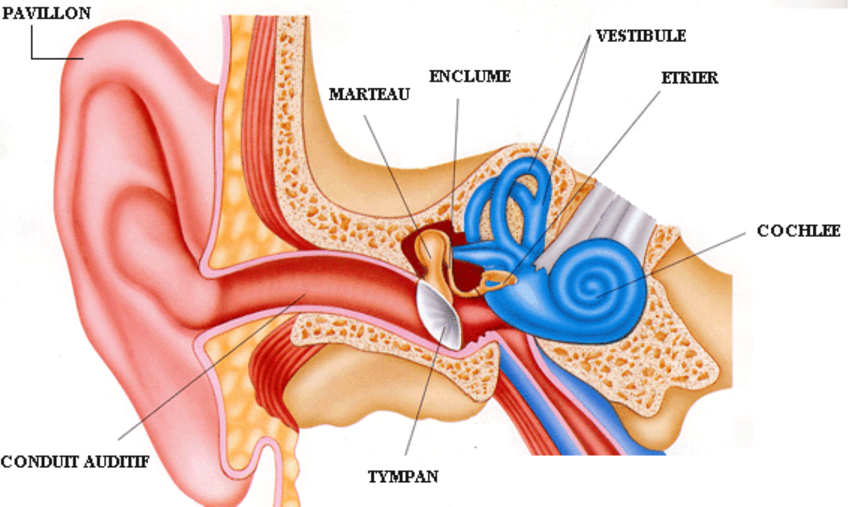 Строение ушной раковины анатомия. Строение уха и ушной раковины. Ушная раковина анатомия строение уха. Строение наружного уха анатомия.